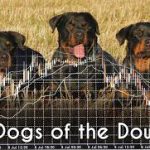 Dogs of the Dow(ダウの犬)、ダウ10種【2019年】